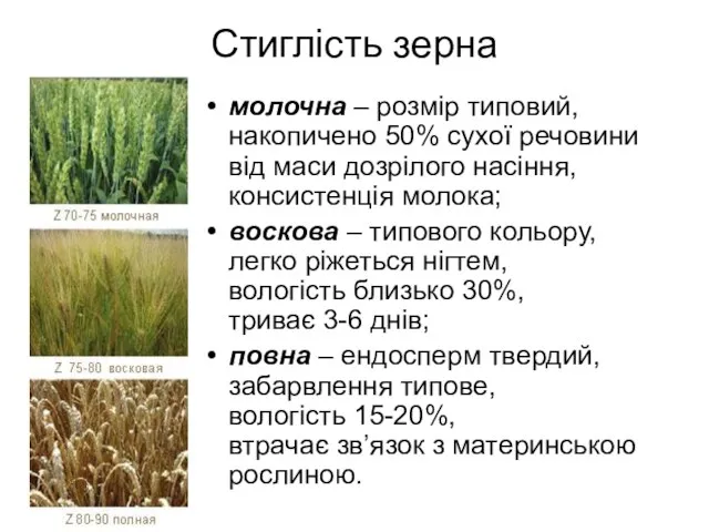 Стиглість зерна молочна – розмір типовий, накопичено 50% сухої речовини від