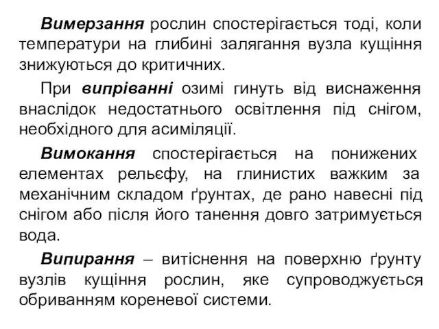 Вимерзання рослин спостерігається тоді, коли температури на глибині залягання вузла кущіння