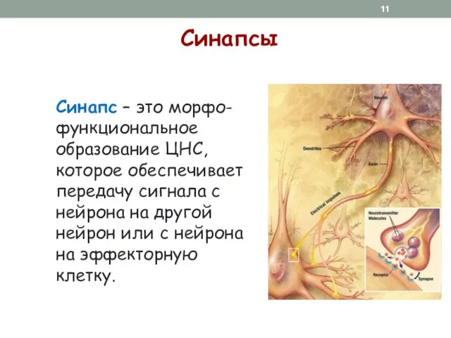 Синапсы Синапс – это морфо-функциональное образование ЦНС, которое обеспечивает передачу сигнала