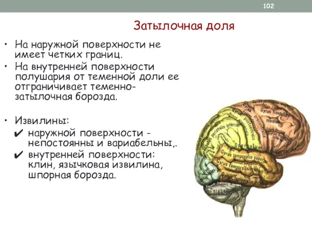 Затылочная доля На наружной поверхности не имеет четких границ. На внутренней