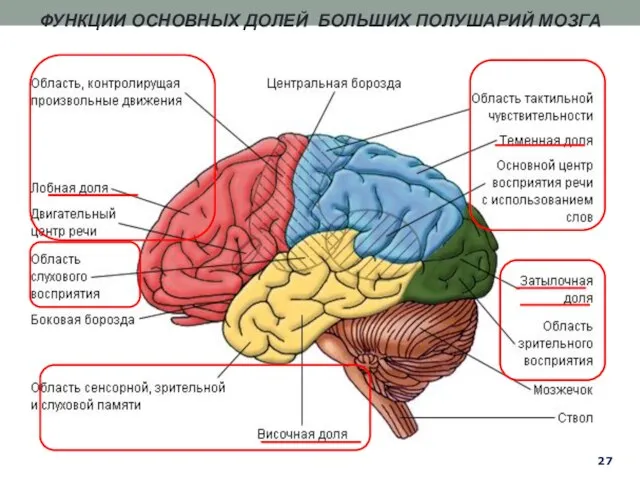 ФУНКЦИИ ОСНОВНЫХ ДОЛЕЙ БОЛЬШИХ ПОЛУШАРИЙ МОЗГА 27