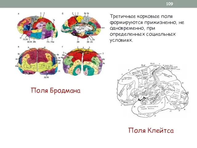 Поля Клейтса Поля Бродмана Третичные корковые поля формируются прижизненно, не одновременно, при определенных социальных условиях.