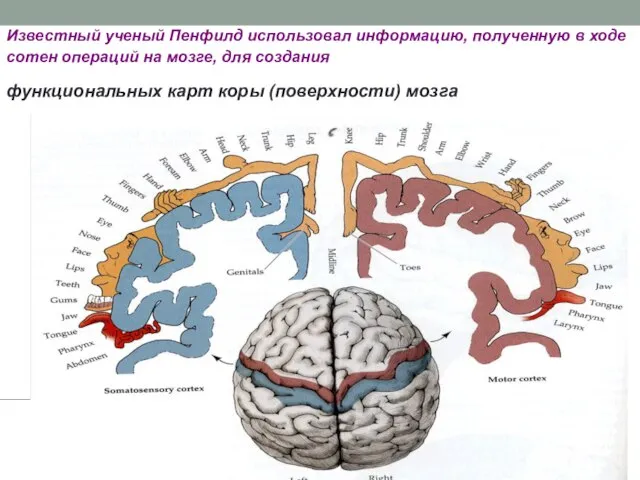 Известный ученый Пенфилд использовал информацию, полученную в ходе сотен операций на
