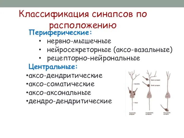 Классификация синапсов по расположению Периферические: нервно-мышечные нейросекреторные (аксо-вазальные) рецепторно-нейрональные Центральные: аксо-дендритические аксо-соматические аксо-аксональные дендро-дендритические