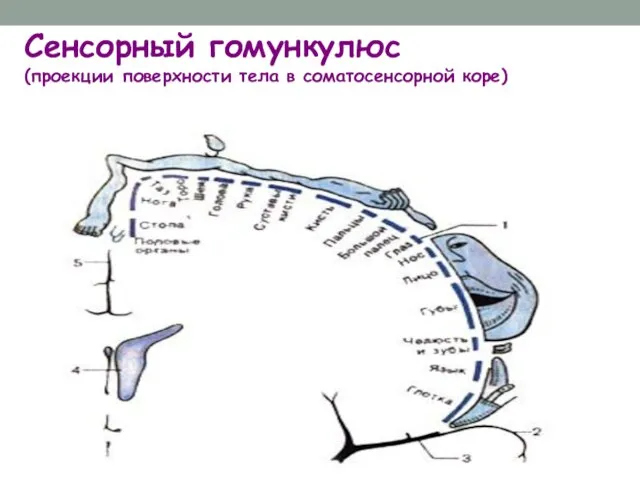 Сенсорный гомункулюс (проекции поверхности тела в соматосенсорной коре)