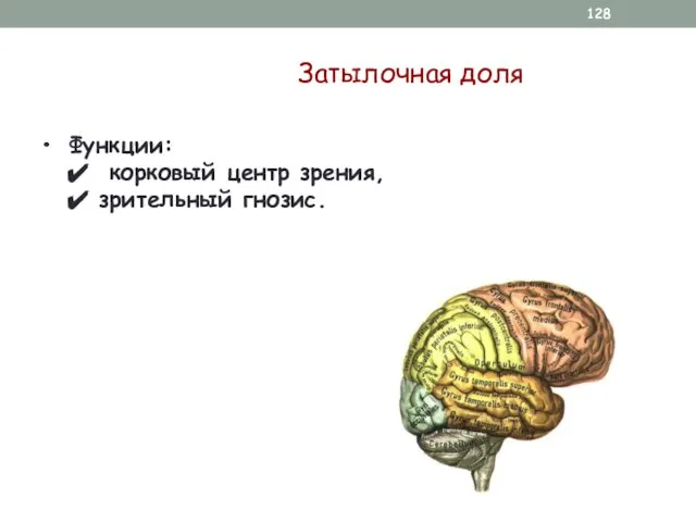 Затылочная доля Функции: корковый центр зрения, зрительный гнозис.