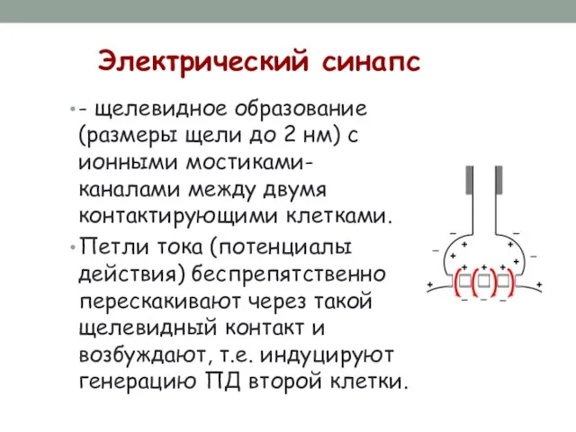 Электрический синапс - щелевидное образование (размеры щели до 2 нм) с