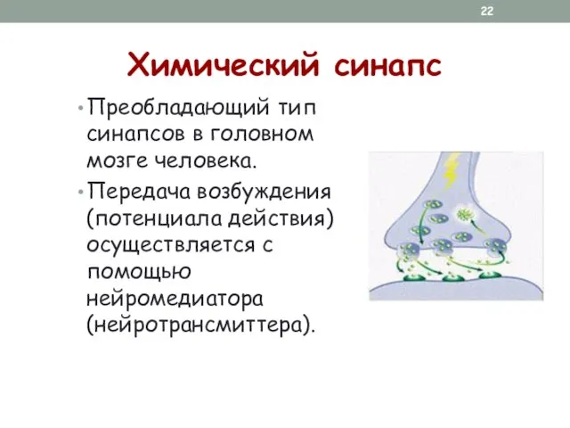 Химический синапс Преобладающий тип синапсов в головном мозге человека. Передача возбуждения