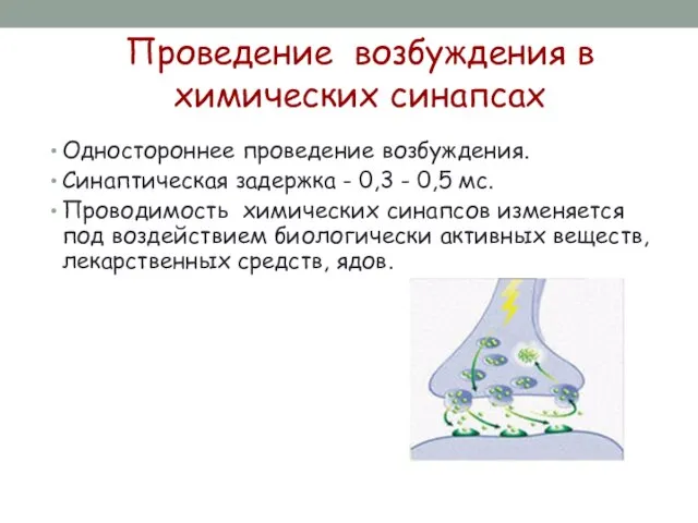 Проведение возбуждения в химических синапсах Одностороннее проведение возбуждения. Синаптическая задержка -