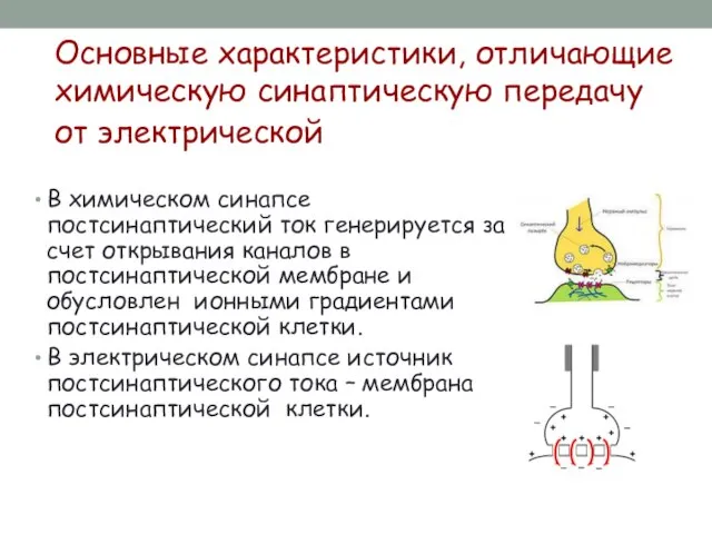 Основные характеристики, отличающие химическую синаптическую передачу от электрической В химическом синапсе