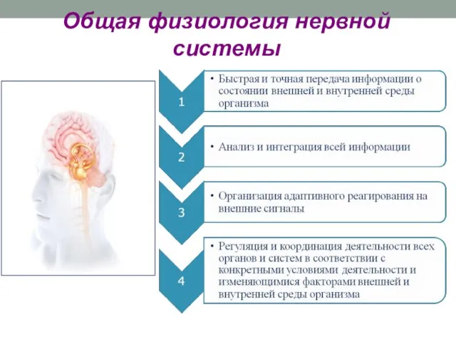 12 Общая физиология нервной системы Общая физиология нервной системы