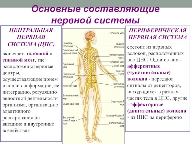 13 Общая физиология нервной системы Основные составляющие нервной системы ЦЕНТРАЛЬНАЯ НЕРВНАЯ