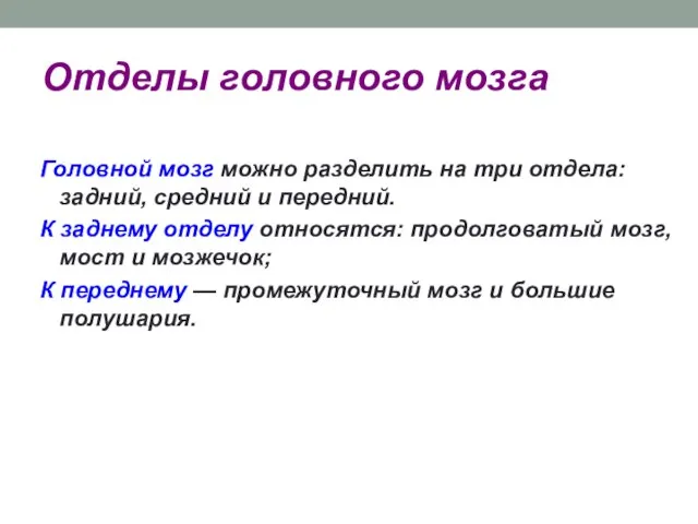 Отделы головного мозга Головной мозг можно разделить на три отдела: задний,