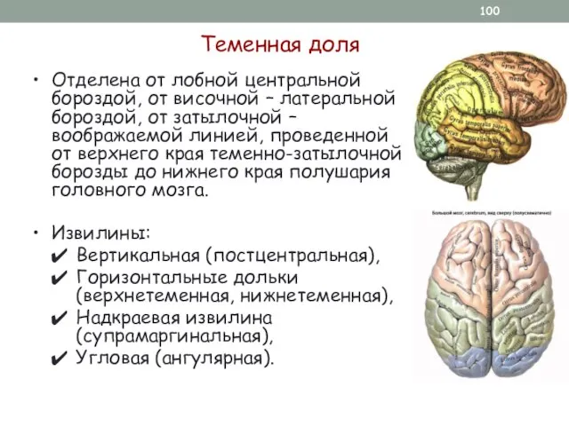 Теменная доля Отделена от лобной центральной бороздой, от височной – латеральной