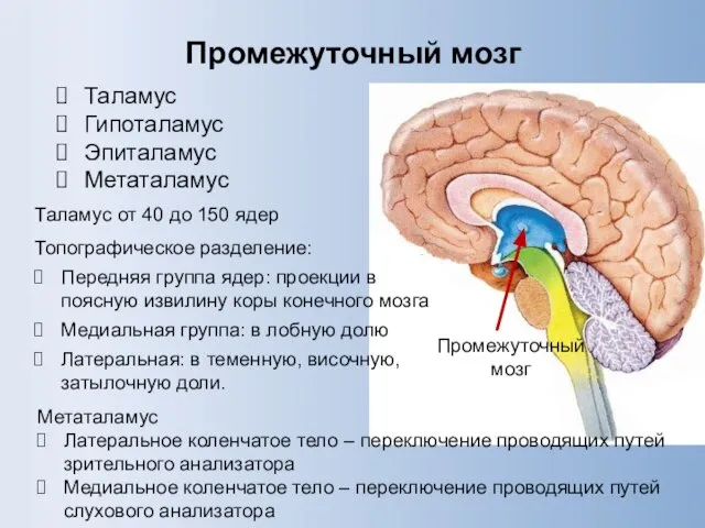 Промежуточный мозг Таламус Гипоталамус Эпиталамус Метаталамус Таламус от 40 до 150