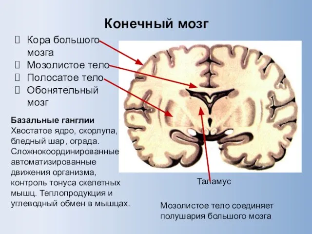 Конечный мозг Кора большого мозга Мозолистое тело Полосатое тело Обонятельный мозг