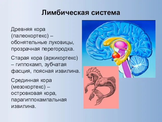 Лимбическая система Древняя кора (палеокортекс) – обонятельные луковицы, прозрачная перегородка. Старая