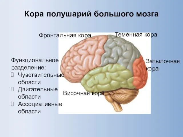 Кора полушарий большого мозга Функциональное разделение: Чувствительные области Двигательные области Ассоциативные