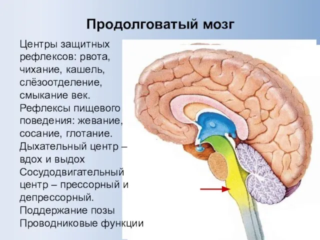 Продолговатый мозг Центры защитных рефлексов: рвота, чихание, кашель, слёзоотделение, смыкание век.