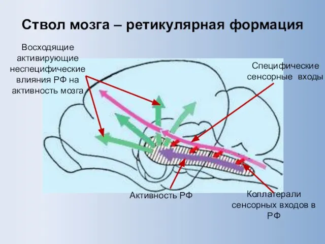 Ствол мозга – ретикулярная формация Восходящие активирующие неспецифические влияния РФ на