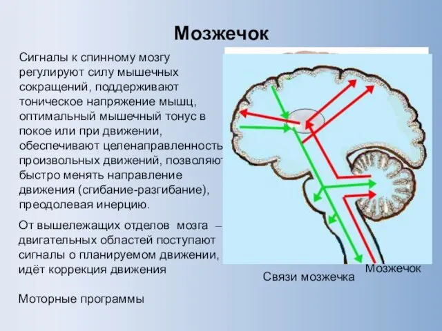 Мозжечок Сигналы к спинному мозгу регулируют силу мышечных сокращений, поддерживают тоническое