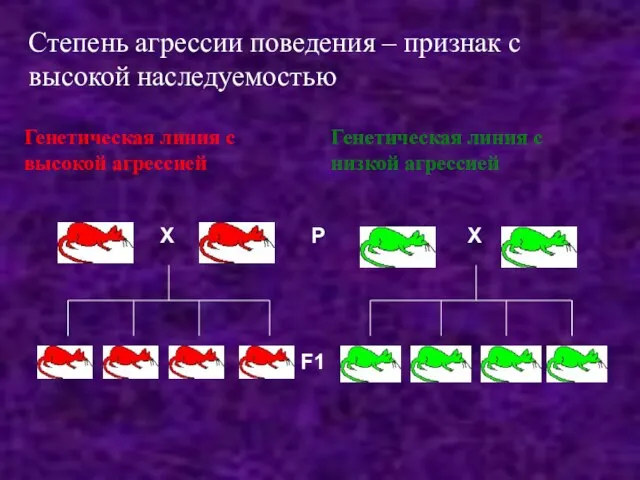 Степень агрессии поведения – признак с высокой наследуемостью Генетическая линия с