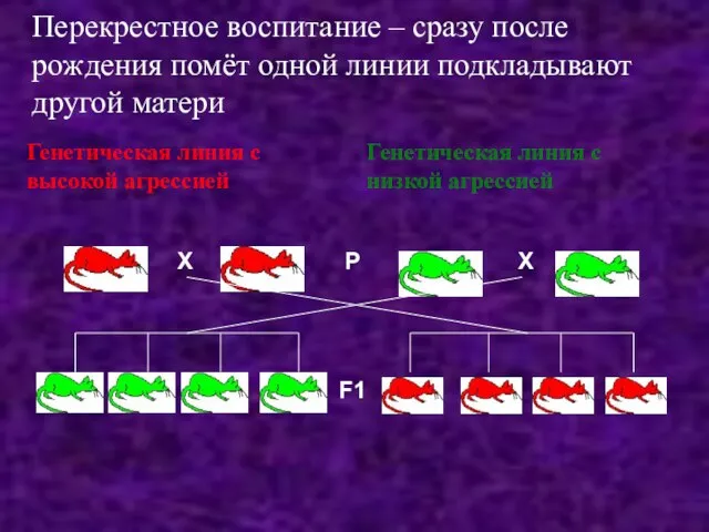 Перекрестное воспитание – сразу после рождения помёт одной линии подкладывают другой