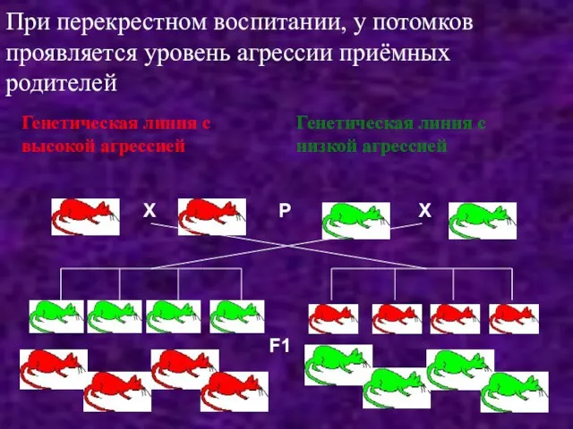 Генетическая линия с высокой агрессией Генетическая линия с низкой агрессией Х