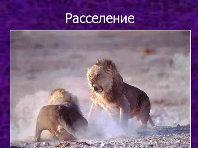 Расселение