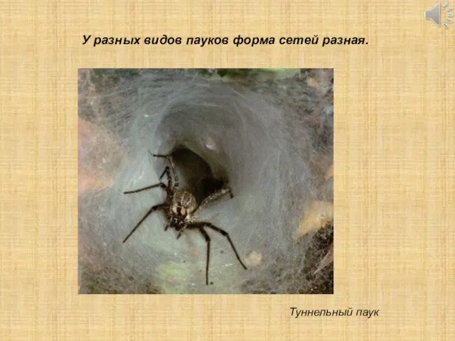 Туннельный паук У разных видов пауков форма сетей разная.