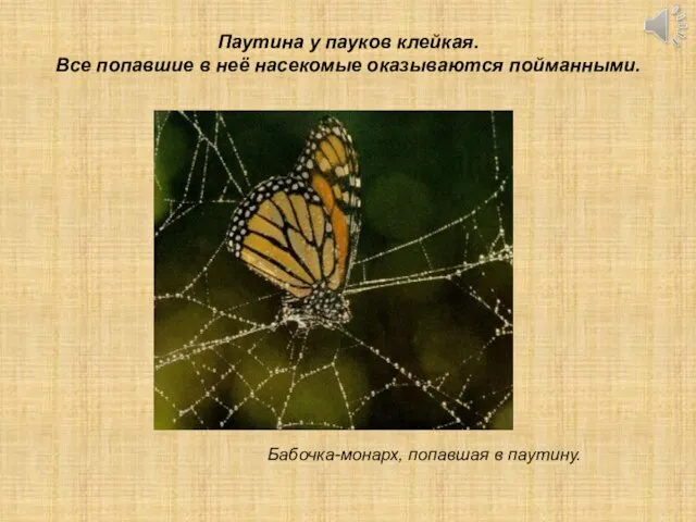 Бабочка-монарх, попавшая в паутину. Паутина у пауков клейкая. Все попавшие в неё насекомые оказываются пойманными.