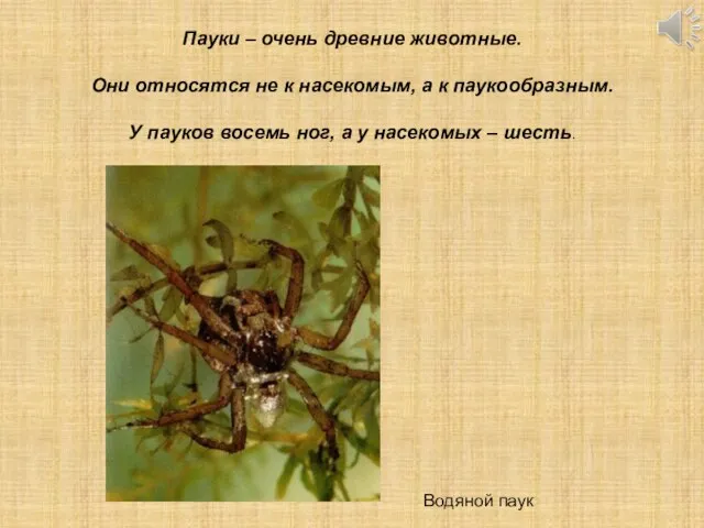 Водяной паук Пауки – очень древние животные. Они относятся не к