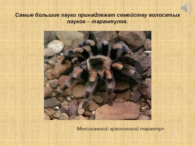 Мексиканский красноногий тарантул Самые большие пауки принадлежат семейству волосатых пауков – тарантулов.