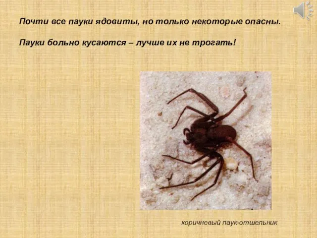 коричневый паук-отшельник Почти все пауки ядовиты, но только некоторые опасны. Пауки