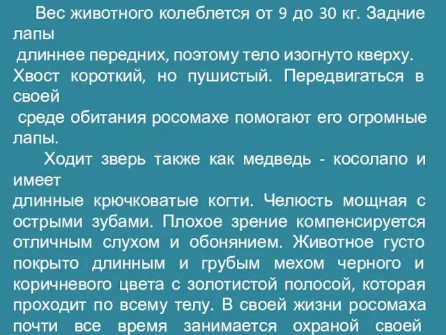 Вес животного колеблется от 9 до 30 кг. Задние лапы длиннее