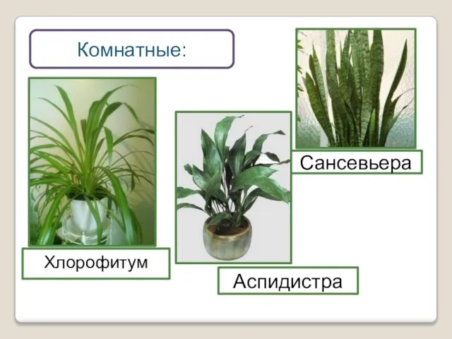 Комнатные: Сансевьера Аспидистра Хлорофитум