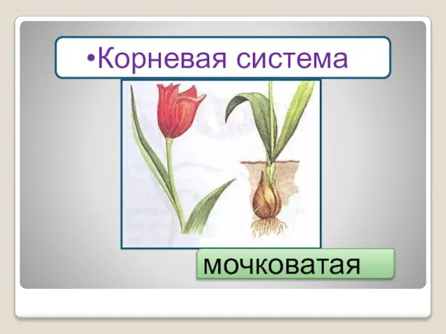 Корневая система мочковатая