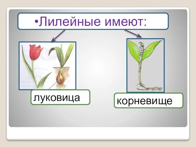 Лилейные имеют: луковица корневище