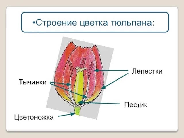 Лепестки Тычинки Цветоножка Пестик Строение цветка тюльпана: