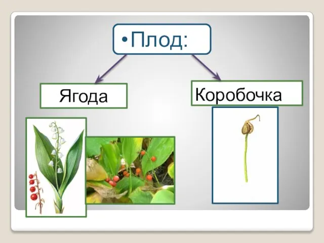 Плод: Ягода Коробочка