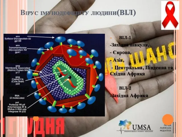 Вірус імунодефіциту людини(ВІЛ) ВІЛ-1 -Західна півкуля, - Європа, - Азія, -