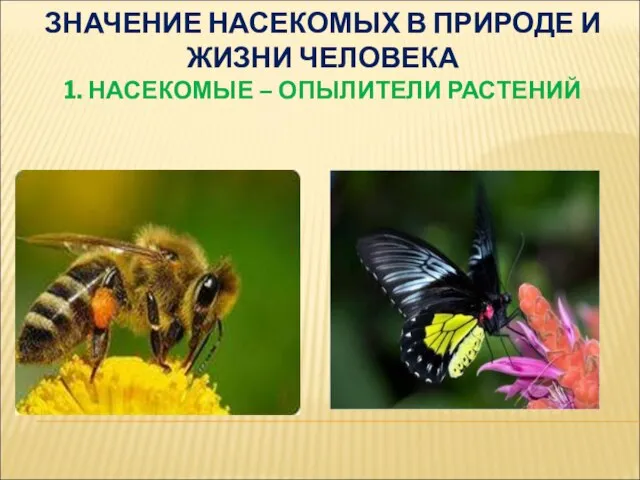 ЗНАЧЕНИЕ НАСЕКОМЫХ В ПРИРОДЕ И ЖИЗНИ ЧЕЛОВЕКА 1. НАСЕКОМЫЕ – ОПЫЛИТЕЛИ РАСТЕНИЙ