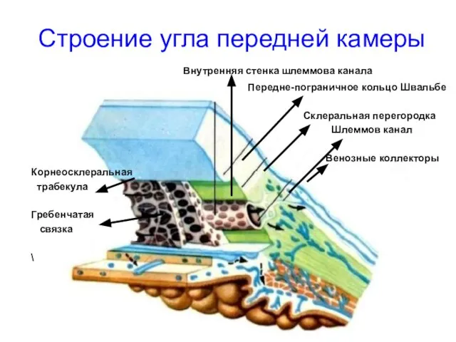 Строение угла передней камеры Внутренняя стенка шлеммова канала Передне-пограничное кольцо Швальбе