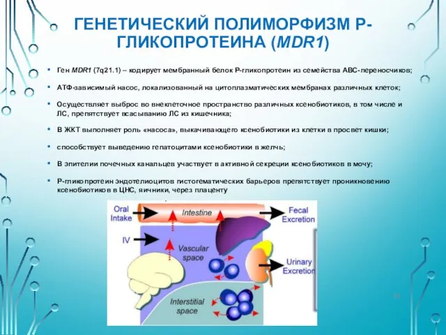 ГЕНЕТИЧЕСКИЙ ПОЛИМОРФИЗМ P-ГЛИКОПРОТЕИНА (MDR1) Ген MDR1 (7q21.1) – кодирует мембранный белок