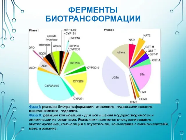 ФЕРМЕНТЫ БИОТРАНСФОРМАЦИИ Фаза I: реакции биотрансформации: окисление, гидроксилирование, восстановление, гидролиз. Фаза