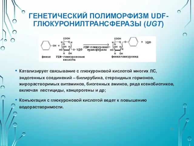 ГЕНЕТИЧЕСКИЙ ПОЛИМОРФИЗМ UDF-ГЛЮКУРОНИЛТРАНСФЕРАЗЫ (UGT) Катализирует связывание с глюкуроновой кислотой многих ЛС,