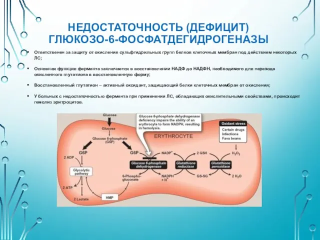 НЕДОСТАТОЧНОСТЬ (ДЕФИЦИТ) ГЛЮКОЗО-6-ФОСФАТДЕГИДРОГЕНАЗЫ Ответственен за защиту от окисления сульфгидрильных групп белков