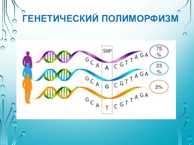 ГЕНЕТИЧЕСКИЙ ПОЛИМОРФИЗМ