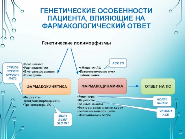 ГЕНЕТИЧЕСКИЕ ОСОБЕННОСТИ ПАЦИЕНТА, ВЛИЯЮЩИЕ НА ФАРМАКОЛОГИЧЕСКИЙ ОТВЕТ Всасывание Распределение Биотрансформация Выведение