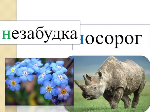 носорог незабудка